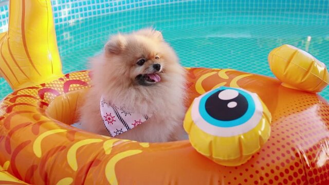 Beautiful cute fluffy pomeranian dog relaxing and floating in a floating inflatable device in the swimming pool. Enjoy the summer.	