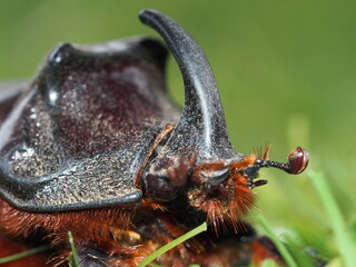 close up of a bug