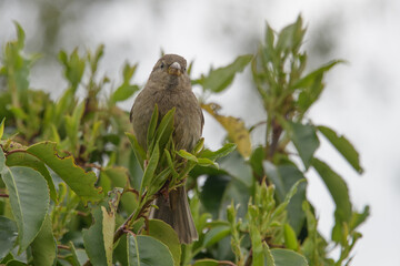 A female house sparrow perched high in a hedge