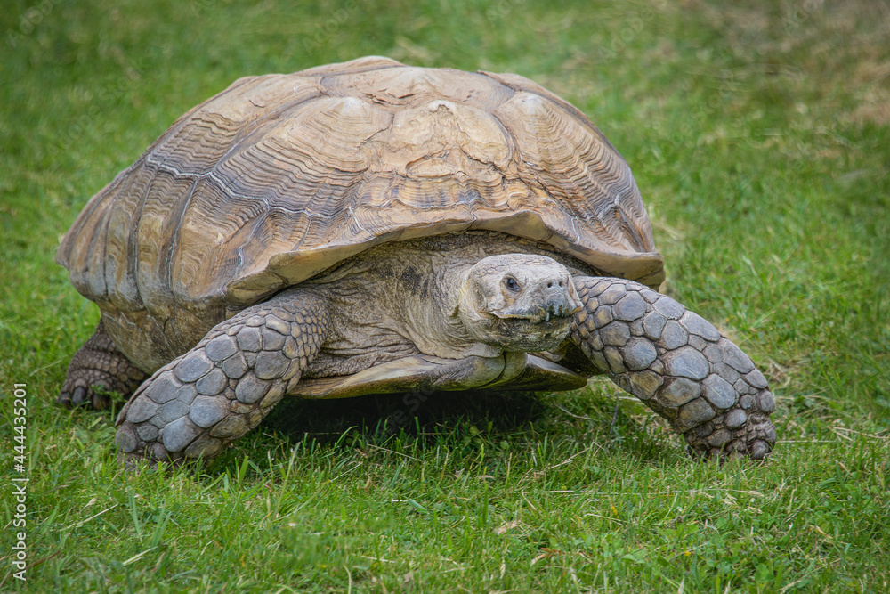 Poster A close up full portrait of a very large tortoise walking towards the camera