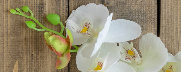 banner with close up white orchid on wooden background. fake white flower. copy space.