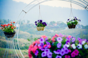 flowers in the wind