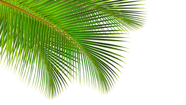 Green leaves palm isolated on white background for montage product display or design key visual layout.with clipping path.