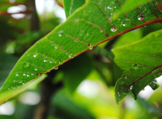 Water dew accumulated on plants and leaf looms like pearls look mesmerizing at a garden in Kathmandu, Nepal after the night downpour in Eastern Himalayas. 