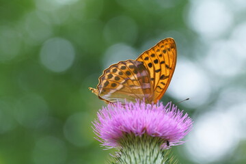 Kaisermantel Schmetterling, Tagfalter aus der Familie der Edelfalter, Argynnis paphia