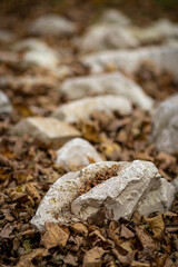 stones on the sand