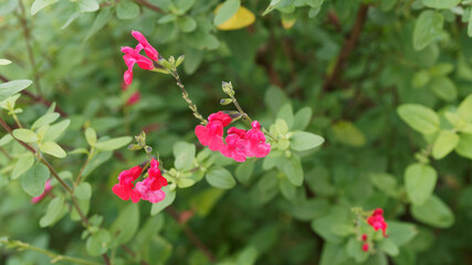 Salvia microphylla 'grahamii' | Johannisbeer-Salbei oder Kleinblaettriger Salbei mit hellrosa bis dunkelrosa Quirlen Blumen am Ende der Zweige