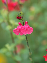 Salvia microphylla 'grahamii' | Johannisbeer-Salbei | Kleinblaettriger Salbei | Myrten-Salbei | Roter Strauchsalbei - Zierstrausch mit kleine rosa Blüten