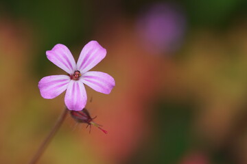 Blumen, Sommer und Garten in einer nat&uuml;rlichen Darstellung anhand von Details in einer Nahaufnahme