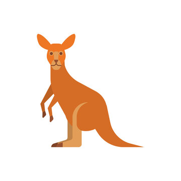 Kangaroo. isolated illustration