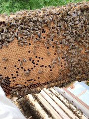 Bienen