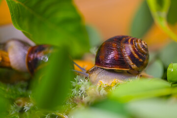 closeup grape snail crawl on leaves