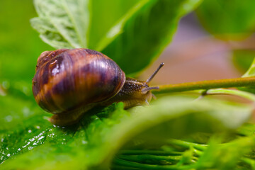 closeup grape snail crawl on leaves