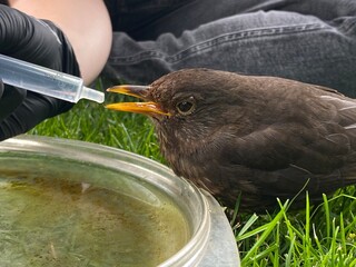 Feeding and raising a weak and injured bird with the pipette