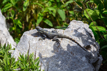 closeup lizard sit on stone