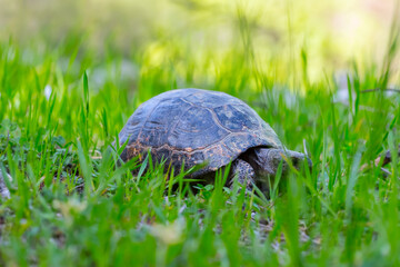 closeup turtle crawl in grass