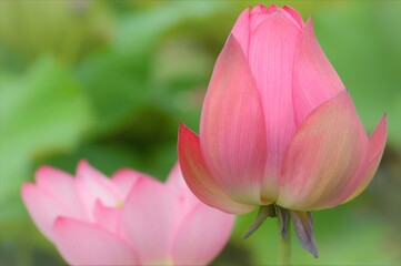 Fototapeta premium ハスの花とつぼみ