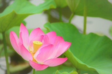 Obraz premium ハスの花（蓮華）アップ②