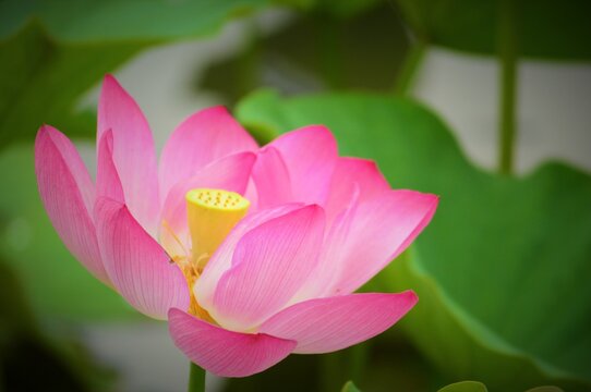 5 562 Best ハスの花 Images Stock Photos Vectors Adobe Stock