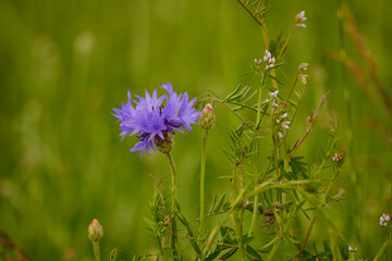 Wildblume Kornblume
