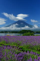 I love the smell of lavender 