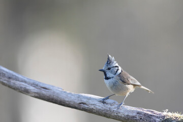 European crested tit Lophophanes cristatus in close view perched