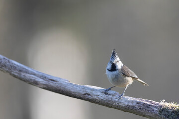European crested tit Lophophanes cristatus in close view perched