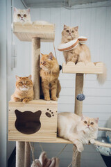 cat tower with five Persian cats 