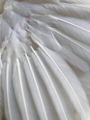 Obraz premium close up of white feathers