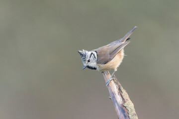 European crested tit Lophophanes cristatus in close view perched