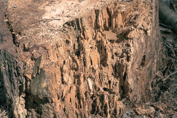 An old rotten stump from a sawn tree