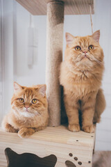 portrait of two beautiful Persian cats 