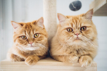 portrait of two beautiful Persian cats 
