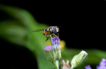 Beautiful macro of insects