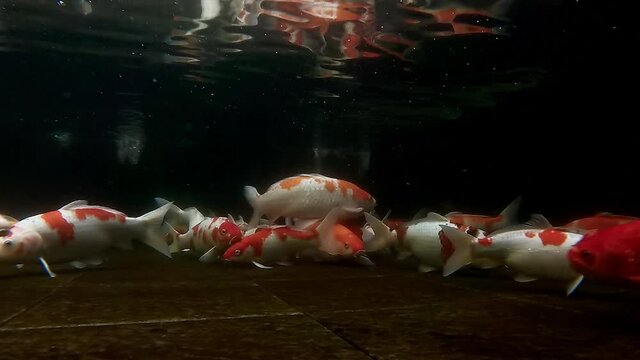 Cinematic underwater footage  of koi fishes swim at the bottom pond with dark background