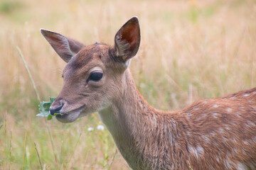 A white-tailed deer fawn with spots eating a leaf