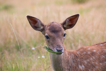 A white-tailed deer fawn with spots eating a leaf