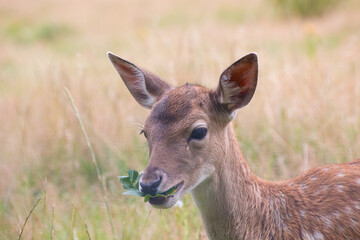 A white-tailed deer fawn with spots eating a leaf