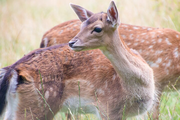 A white-tailed deer fawn with spots