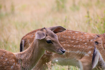 A white-tailed deer fawn with spots