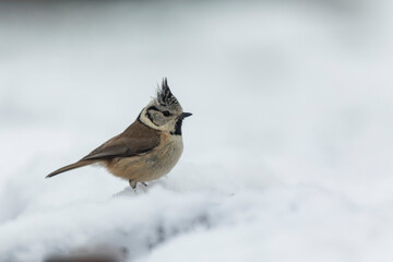 European crested tit Lophophanes cristatus in close view perched