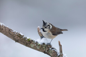 European crested tit Lophophanes cristatus in close view perched