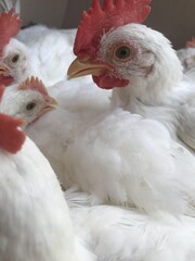 chicken