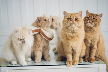portrait of 4 beautiful Persian cats 
