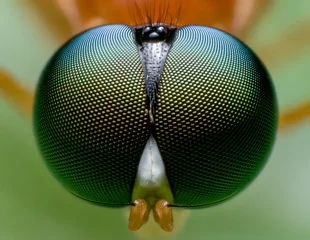 Printed roller blinds Macro photography Beautiful macro of insects