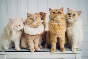 portrait of four beautiful Persian cats 