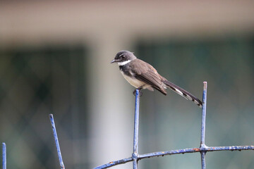 Pied Fantail bird (rhipidura javanica) perched on a fence