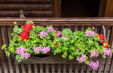 Red and pink geraniums in a rustic wooden planter.