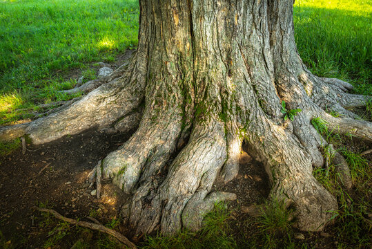 Massive roots of an elm tree trunk in the green lawn garden, close up photo in summer