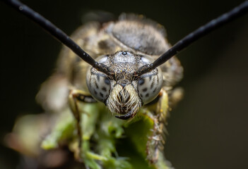 Beautiful macro of insects